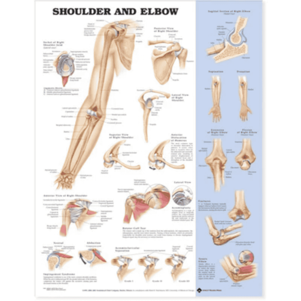 SHOULDER & ELBOW CHART (LAMINATED)