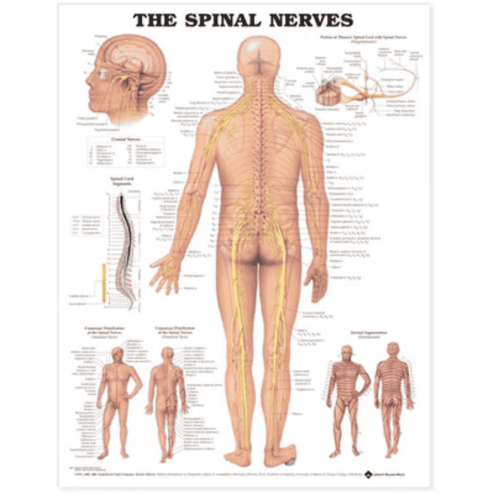 THE SPINAL NERVES CHART (LAMINATED)