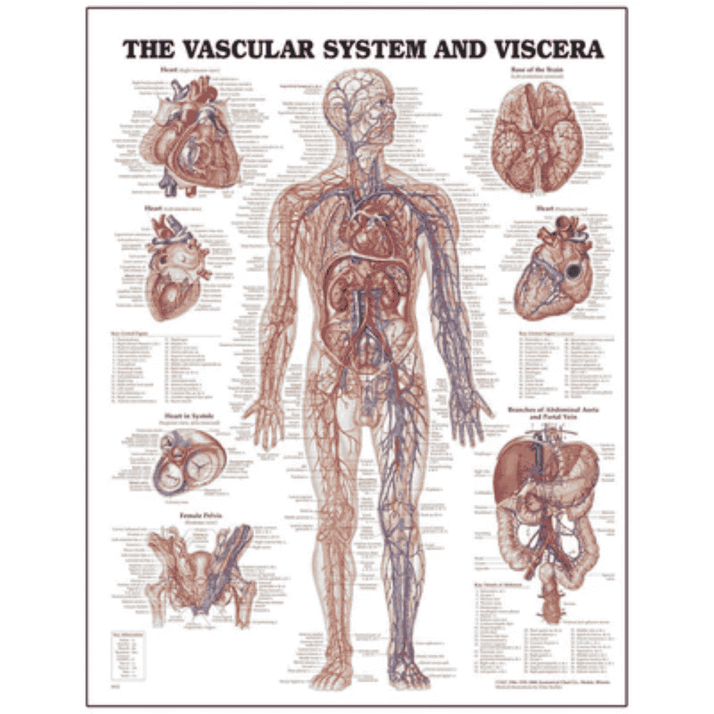 VASCULAR SYSTEM & VISCERA CHART (LAMINATED)