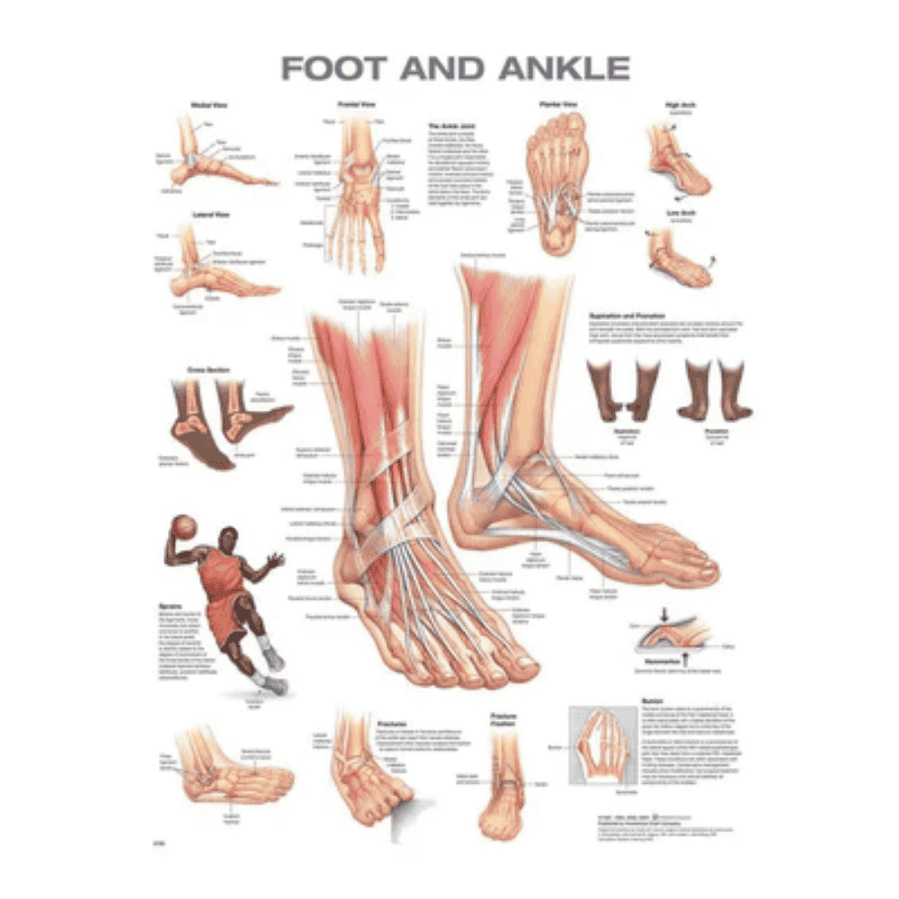 FOOT & ANKLE CHART (LAMINATED)
