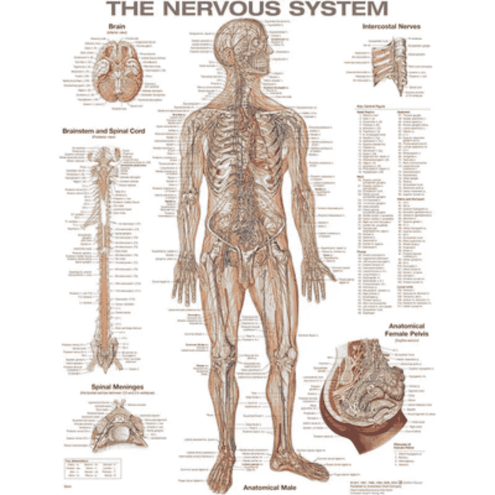 THE NERVOUS SYSTEM CHART (LAMINATED)