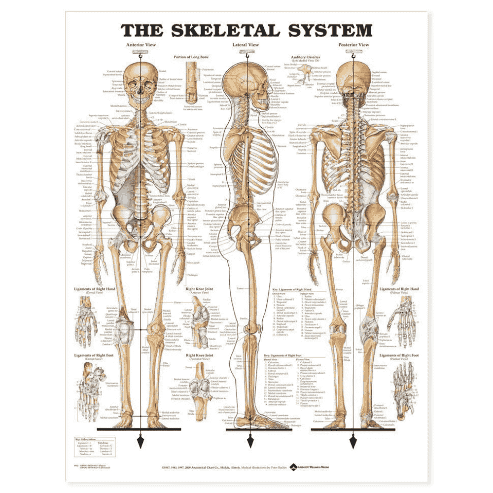 THE SKELETAL SYSTEM CHART (LAMINATED)
