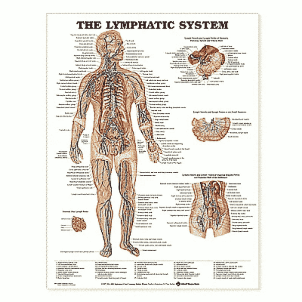 LYPMHATIC SYSTEM CHART (LAMINATED)