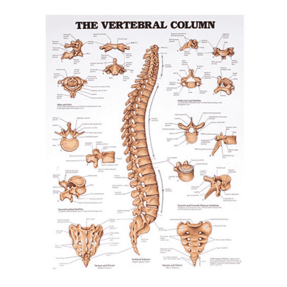 VERTEBRAL COLUMN CHART (LAMINATED)