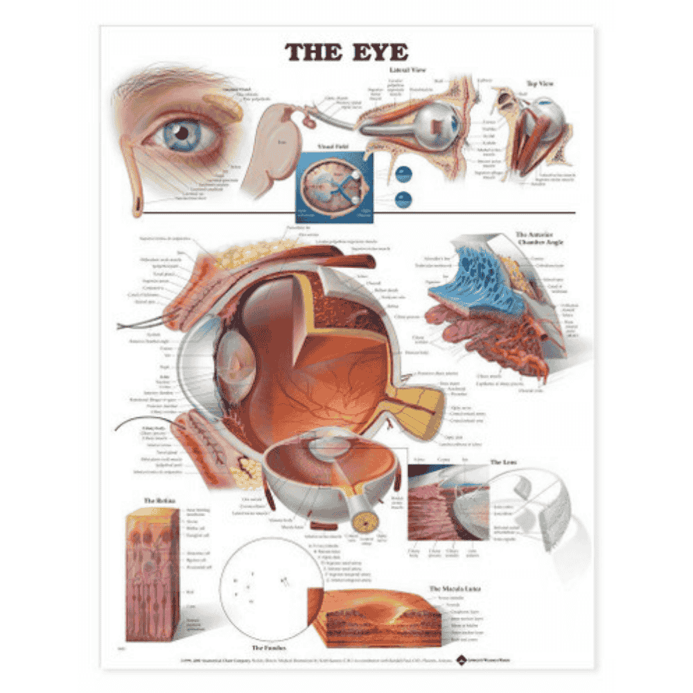THE EYE ANATOMICAL CHART (LAMINATED)