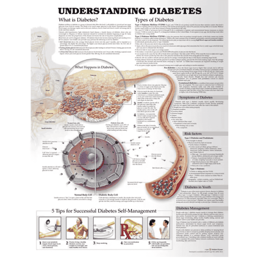 UNDERSTANDING DIABETES ANATOMICAL CHART (LAMINATED