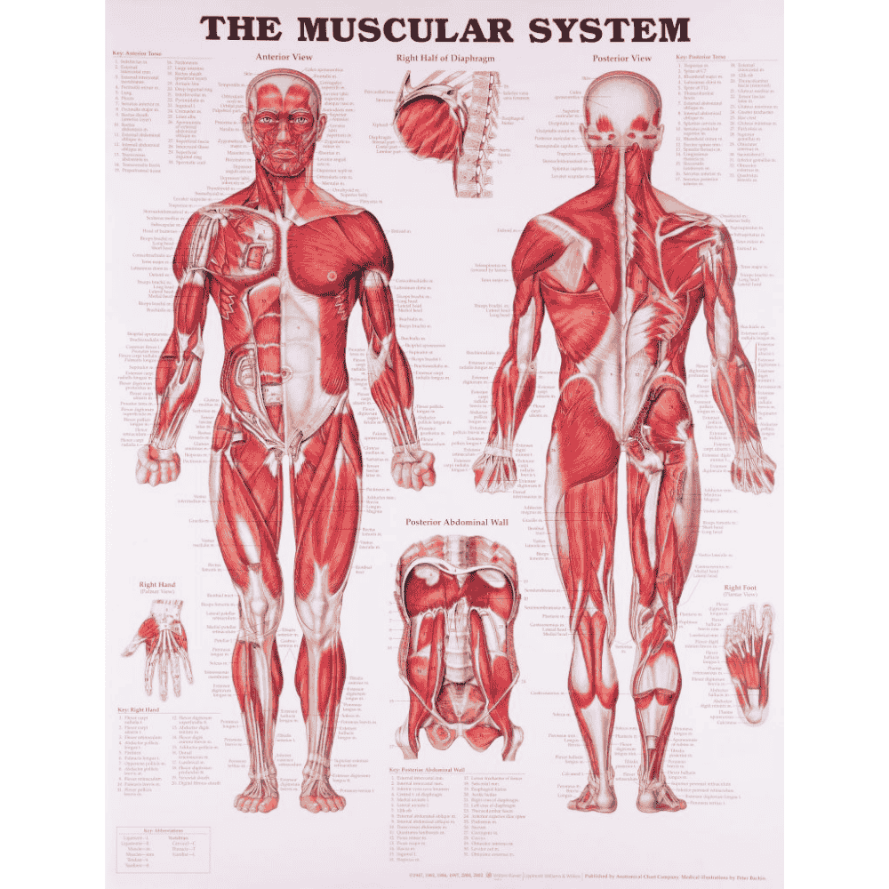 MUSCULAR SYSTEM CHART (LAMINATED)