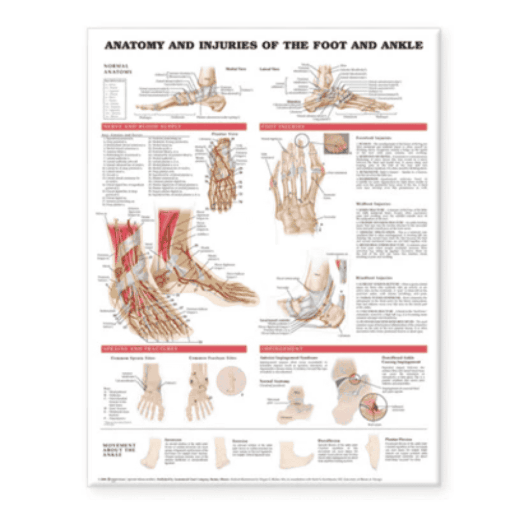 ANATOMY AND INJURIES THE FOOT & ANKLE (LAMINATED)