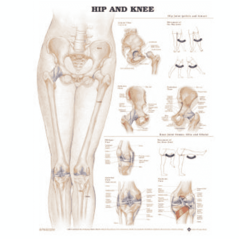HIP & KNEE ANATOMICAL CHART  (LAMINATED)