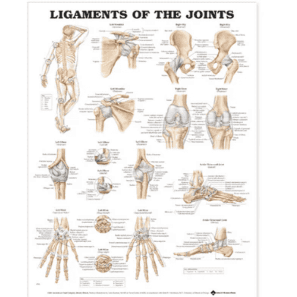 LIGAMENTS OF THE JOINTS CHART (LAMINATED)