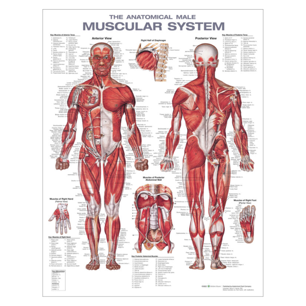 Anatomical Chart - Male Muscular System
