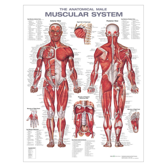 Anatomical Chart - Male Muscular System
